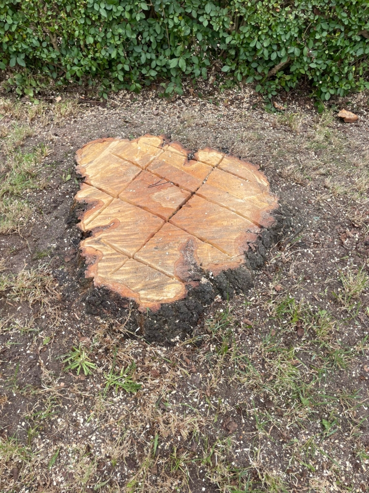 Tree Felling in Oakwood, Derby