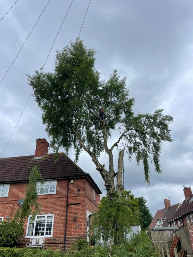 Tree Felling in Oakwood, Derby